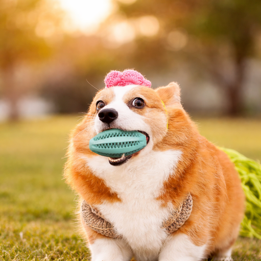 FruitChew™ Dental Ball